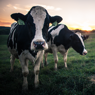 PASTURE-RAISED DAIRY