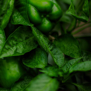 PARTNERING WITH AZZULE’S LOCAL FARMER PROGRAM