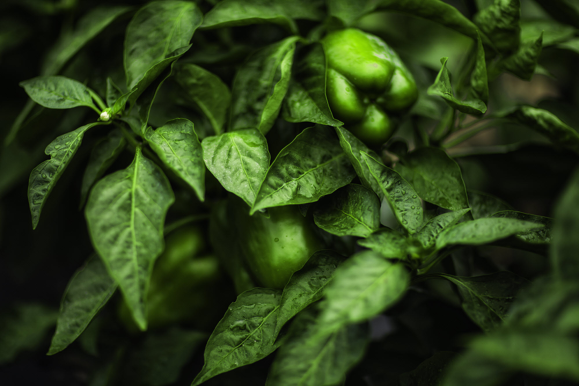 PARTNERING WITH AZZULE’S LOCAL FARMER PROGRAM